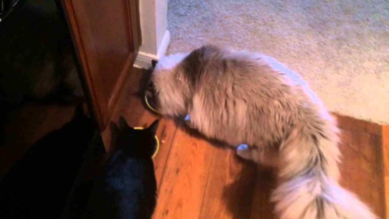 Weruva Canned Cat Food