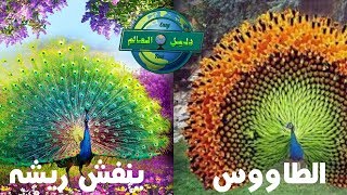 أجمل طاووس فى العالم جميل جدا