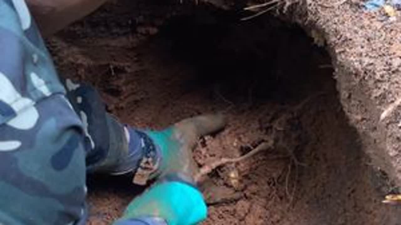 网友下单500要一颗野生土茯苓，趁傍晚来挖一下看这颗够不够？ #农村 #土茯苓 #山货 #挣钱 #我的乡村生活