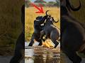 A mother gorilla saves her baby from a buffalo attack!#animals #wildlife #dog