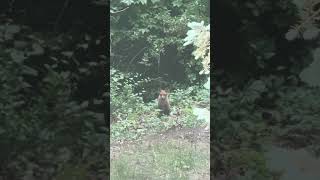 The Fox and the Squirrel