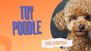 Toy Poodle: A Small Dog with a Big Personality | Dog Breeds