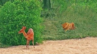 Leopard Catches Blind Buck That's Walking In Circles