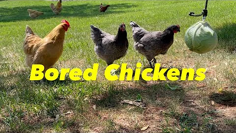 Keeping Chickens Entertained in a Backyard Setting