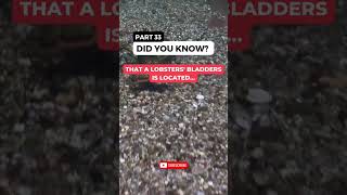 Did You Know ( Part 33 ): The Shocking Truth About Lobsters: A Blade in Their Brain!