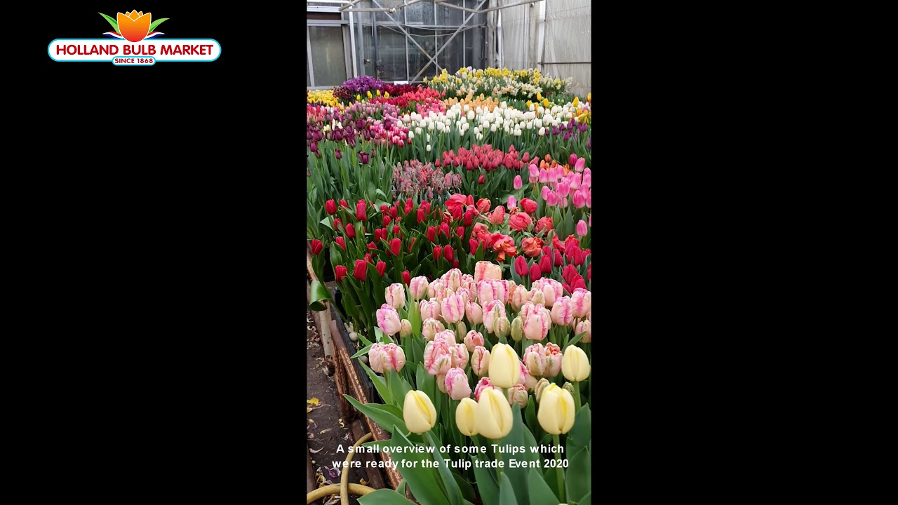 Tulip Trade Event 2020