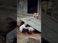 Grandma is trapped in the rubble and the baby rescues grandma's touching positive energy.