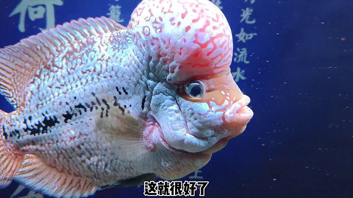 飼養羅漢魚如何培養大腦袋，其實並不難？ - 天天要聞