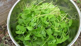 Miners Lettuce   I Love These Plants