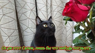 Ох уж этот Салем, лишь бы что нибудь погрызть 😸