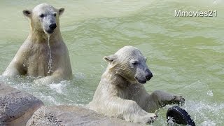 交わすポロロ、振り回されるマルル