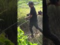 Về Bình Định gặt lúa