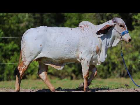 LOTE 23   SILENE FIV F RECREIO   FREC 429