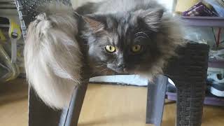 Yung antok ka meng pero iba Yung masarap ang tulog🤣😂 #viral #cat #catlover #persian by CL CAT LOVER 169 views 9 days ago 3 minutes, 31 seconds