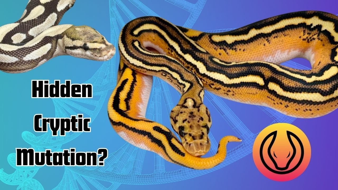 Genetic Testing Finds Surprise Cryptic Mutation! ...And Something Else? | RGW Ep 133