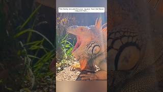 This family rescued the poor iguana from the fierce dog and then #animalshorts #shorts