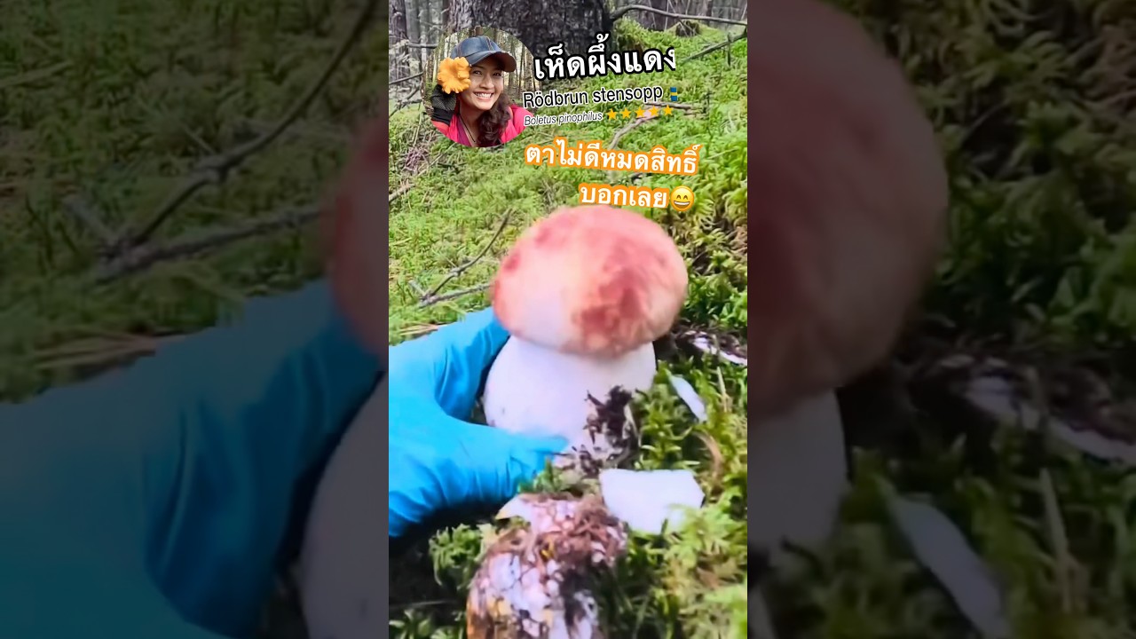 ขาวอวบอย่าบอกใครเชียว🥹 เห็ดผึ้งแดง Rödbrun Stensopp 🇸🇪 Boletus_Pinophilus 