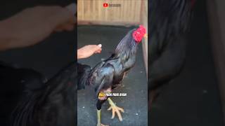 INILAH TIPS CARA MUDAH MEMANDIKAN AYAM  #shortvideo #hobiayam #ayamsuper #ayambangkok #aseel