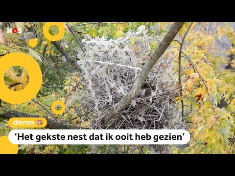 Video: Ekstersnest. Hoe bouwen eksters een nest?