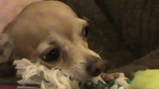 Leon The Vicious Chihuahua King Leon Guards Favorite Toy Take 4