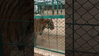 #zoo #lion #shorts