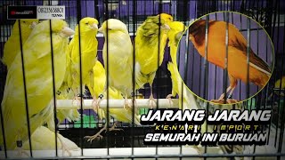 28 Januari 2026 BURUAN MUMPUNG MASIH ADA STOCK KENARI IMPORT FULLL.