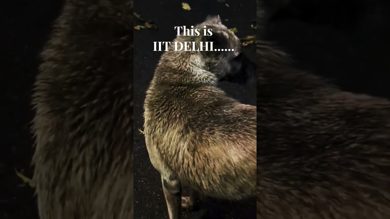 This is IIT DELHI❣️ 