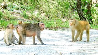 Wow Look So Fresh , Animal Monkey Want To Attack Boy Monkey With Old Monkey Woman