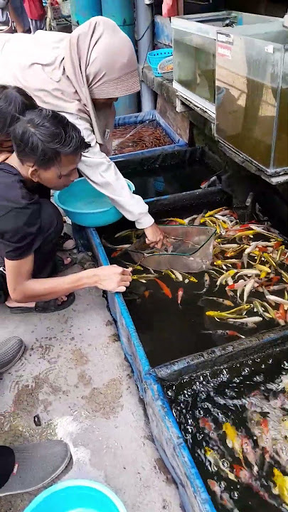 Ikan Koi (Koi Fish) 2