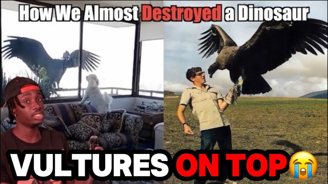 VULTURES ARE NOW MY FAVORITE ANIMALS EVER (CASUAL GEOGRAPHIC REACTION)