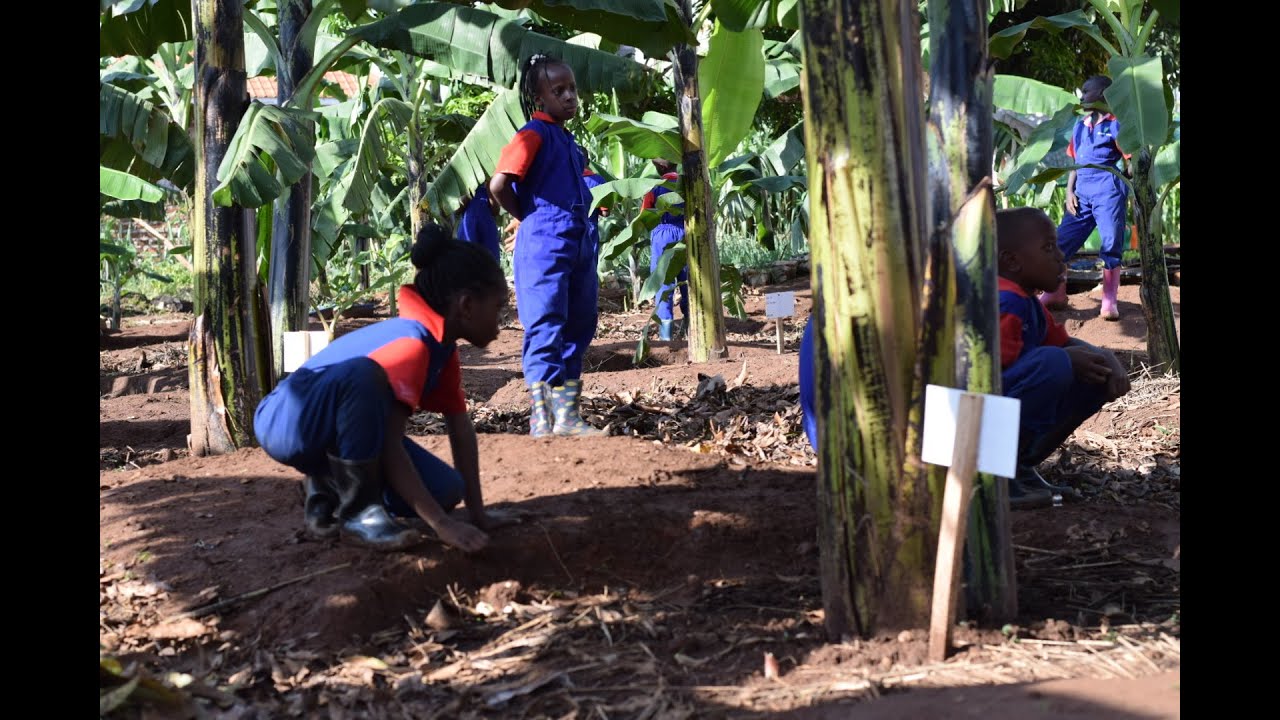 LFA S1 Ep 5- Going Bananas