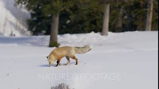 Red fox walking on snow
