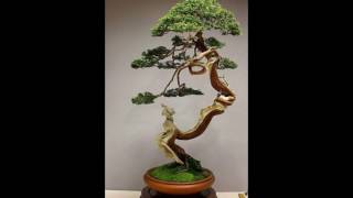 Những Cây Bonsai Đẹp Nhất Thế Giới 21 The Best Of Bonsai Trees In The World 21,Bonsai Art Of Japan