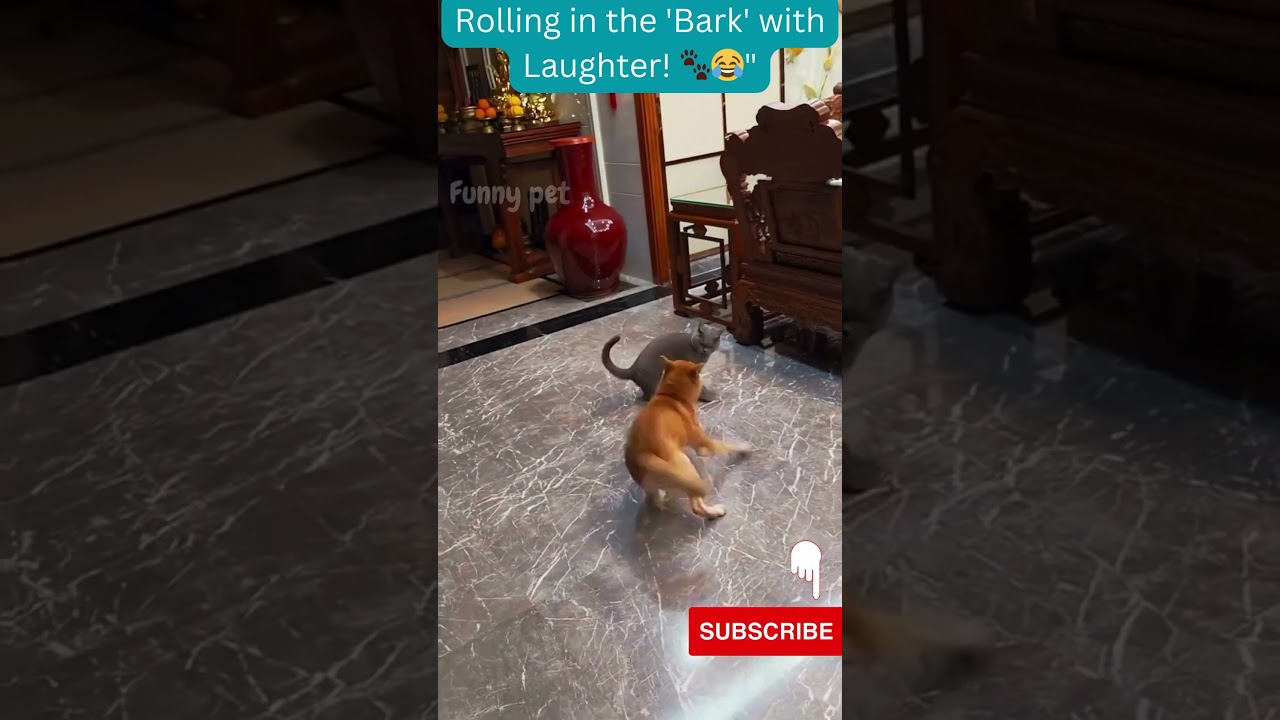 Funny Dog Moments:   Rolling in the 'Bark' with Laughter! 