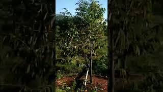 Update perkembangan kebun durian Sultan Jepara #short