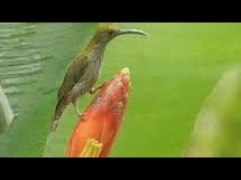Masteran Suara variasi burung kolibri pijantung pisang gacor cocok buat masteran