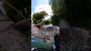 Silure de 1,30m avec commentaires et spectateurs en prime...😅 #floattuber #floattube #pêche #leurre