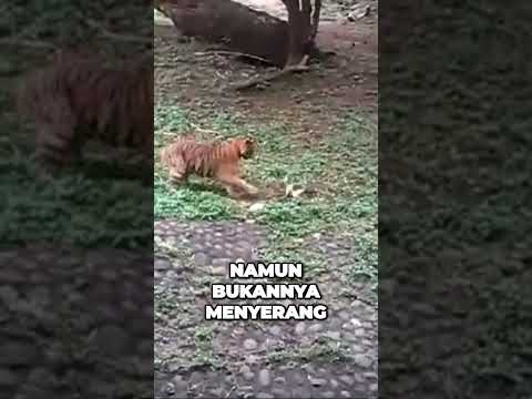 HARIMAU VS KUCING