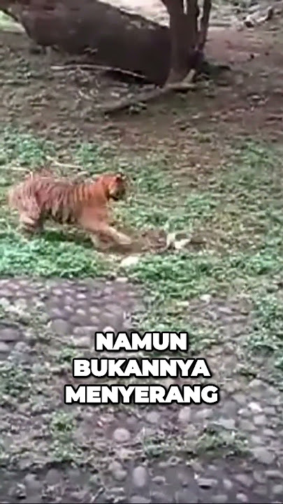 HARIMAU VS KUCING SEDANG BERTENGKAR  #harimau #kucing