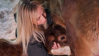 Our Cows First Baby - Even she didnt know what to expect!