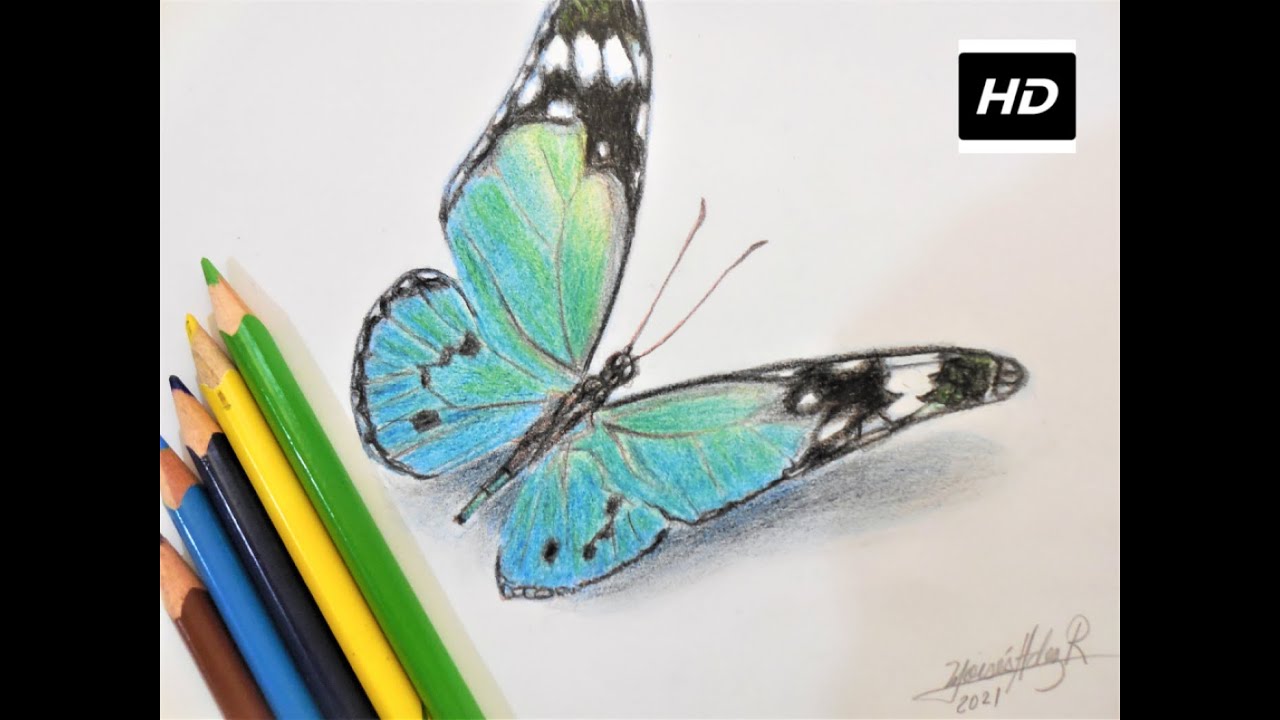 Cómo dibujar mariposas paso a paso!! (mariposa azul turquesa) - Tutorial  dibujo lápices de colores - thptnganamst.edu.vn