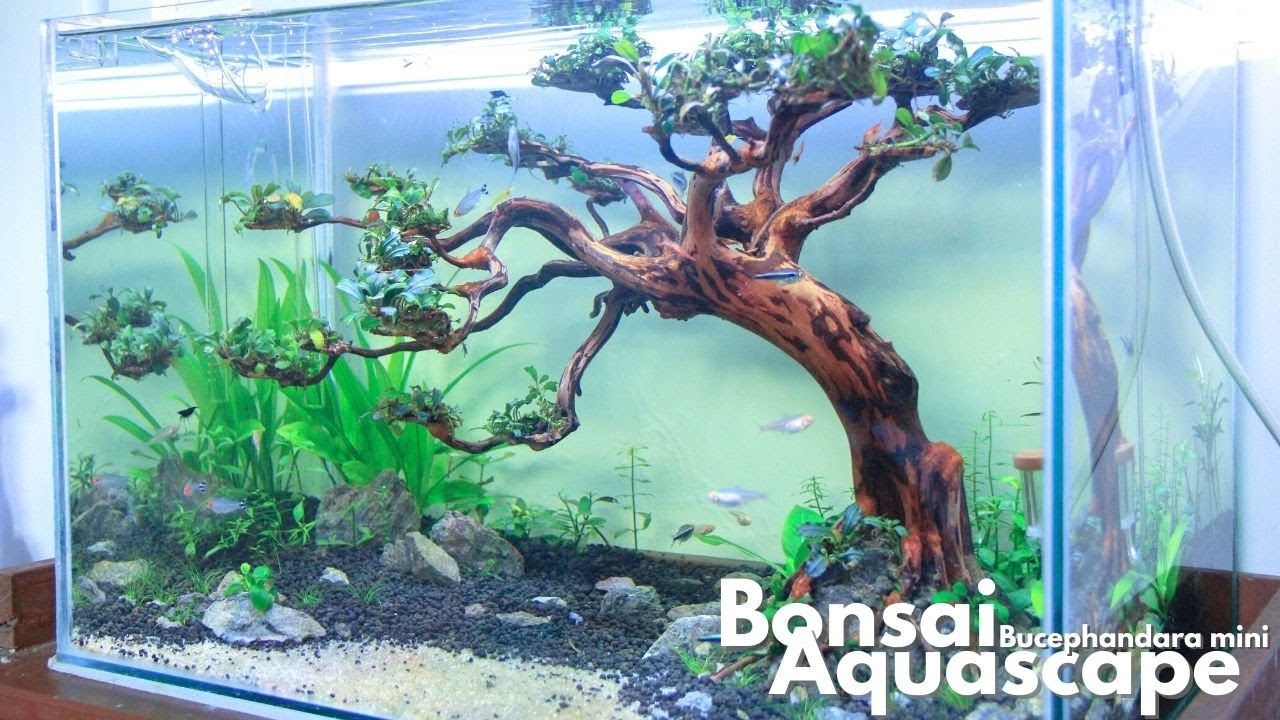 Amazing Bonsai Aquascape with Bucephalandra Mini YouTube