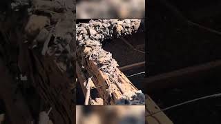 Roof Repair Turns Into A Bat Nightmare