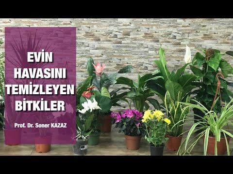 Evin Havasını Temizleyen Bitkiler. Best Purifying Indorr Plants.