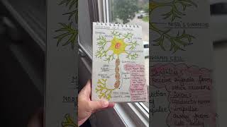 Structure of Neuron !! #biology #anatomy #neuron #nervecell #zoology #neet #human #science #hpset