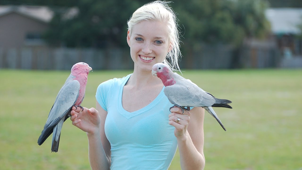 How to Bond With a Bird You Pissed Off | Tips &amp; Tricks - YouTube