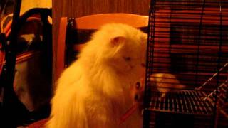 MVI_5227.AVI