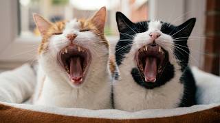 Synchronized Cat Yawn