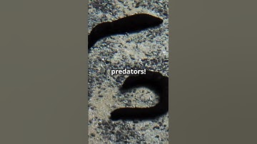 How sea cucumber defend themselves  #facts #animals #wildlife #ducksound #weirdanimalfacts #nature