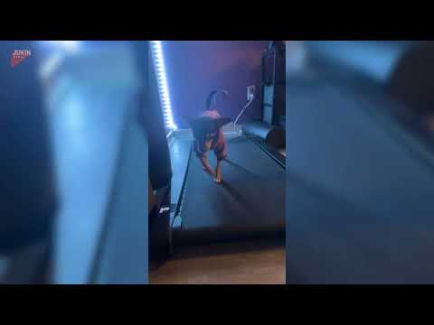 Dog Walks on Treadmill - 1797052